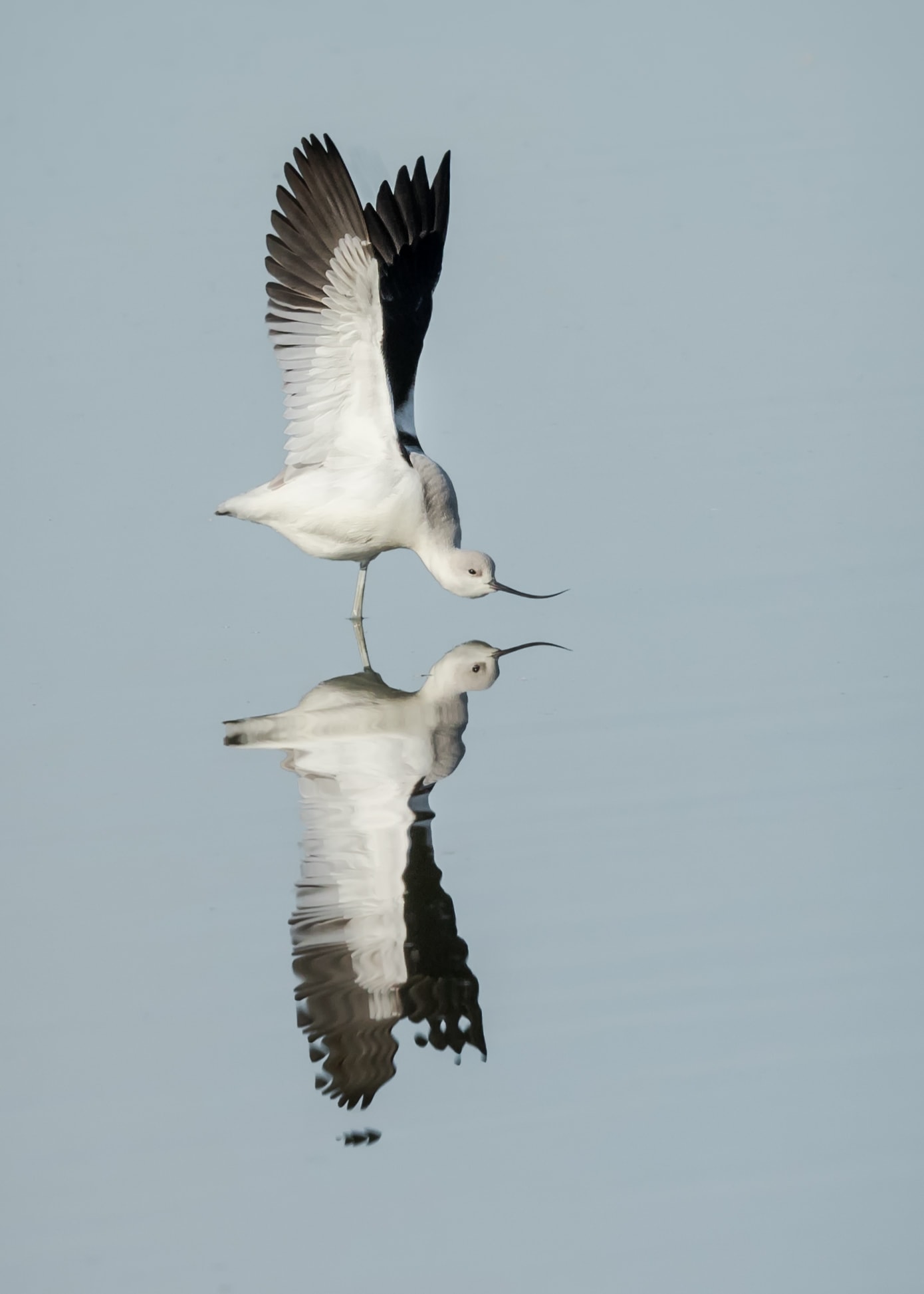 bird of California image 30